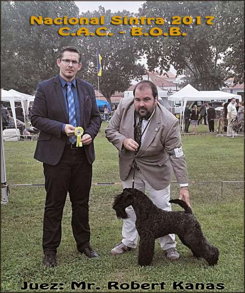 Kerry Blue Terrier. La Cadiera En Estado Puro. Exc. 1º CAC BOB.