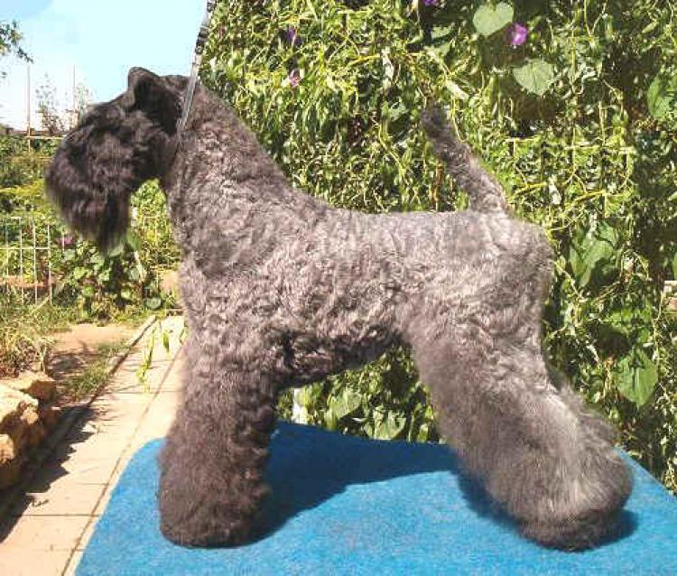 Kerry Blue Terrier. Vestida para Ganar de La Cadiera at Braudag.