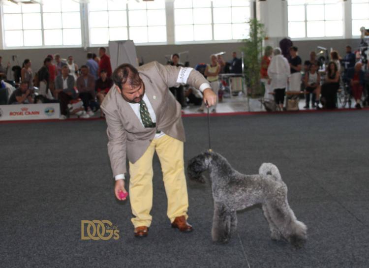 Kerry Blue Terrier.