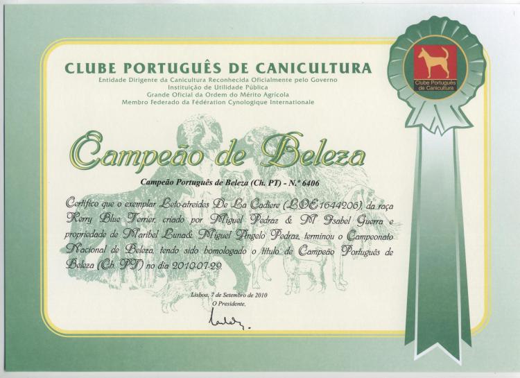 Kerry Blue Terrier.  Portugal Ch. Leto Atreides de La Cadiera.