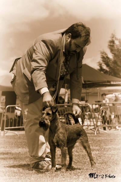 Irish Terrier.