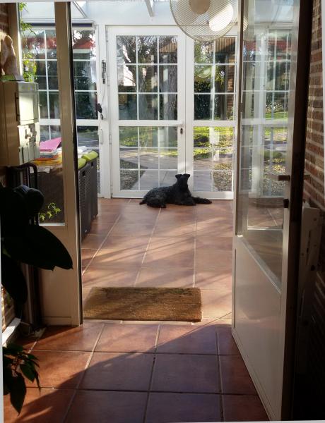 Kerry Blue Terrier.  Ch. Leto Atreides de La Cadiera.