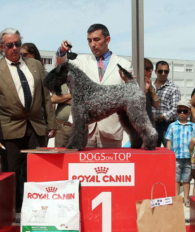Kerry Blue Terrier. Multi Ch. Vin Diesel de La Cadiera.