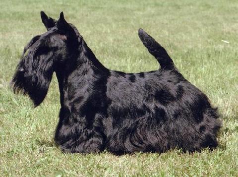 Scottish Terrier. Raglan Royal Prospect.
