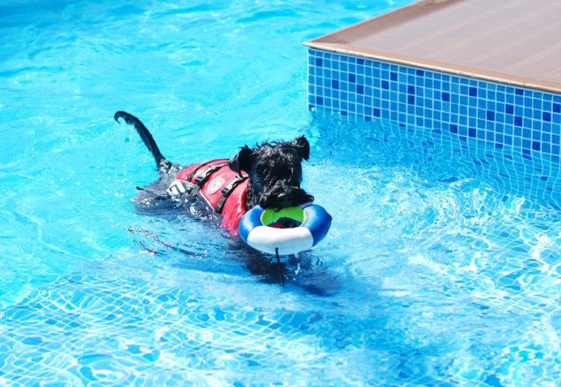 Kerry Blue Terrier. Camilo en la piscina