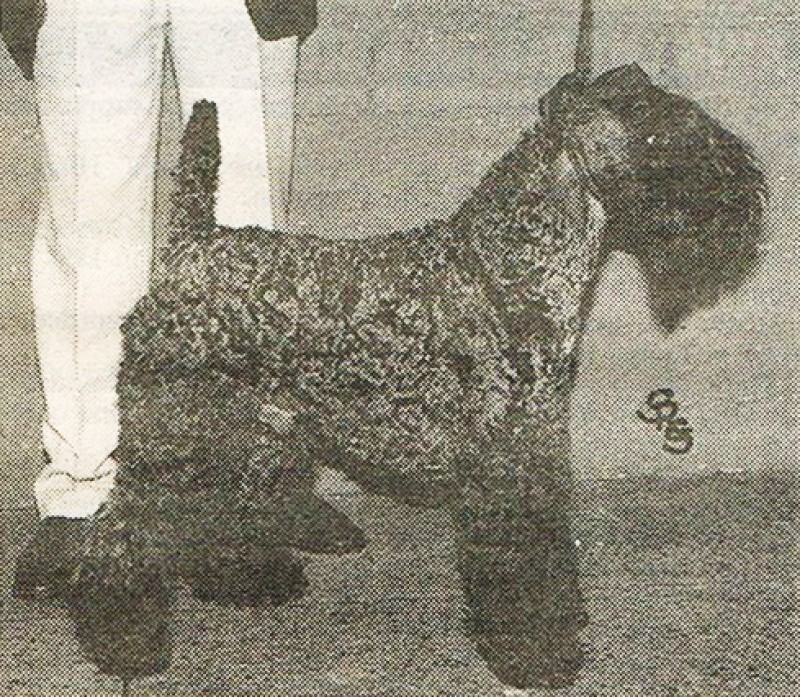 Kerry Blue Terrier. Louisburgh Danny Boy