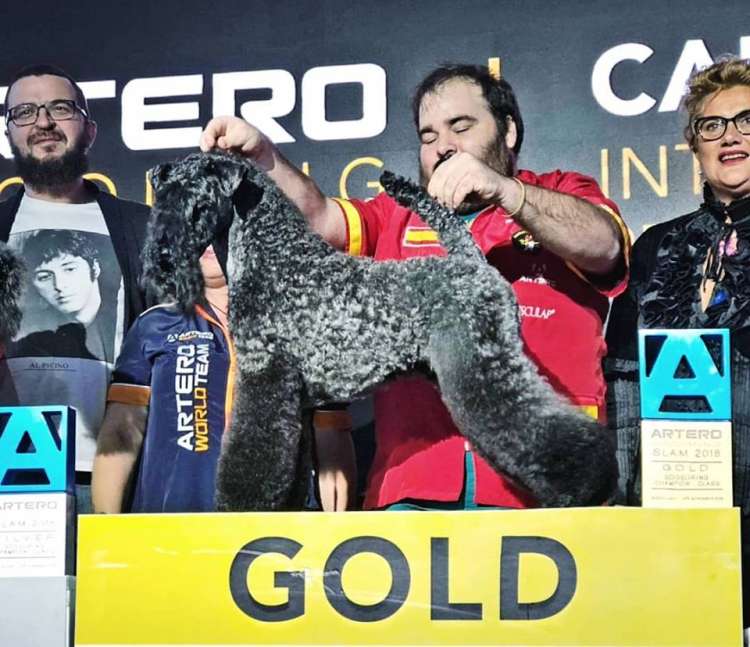 Kerry Blue Terrier. Oro en Artero 2018