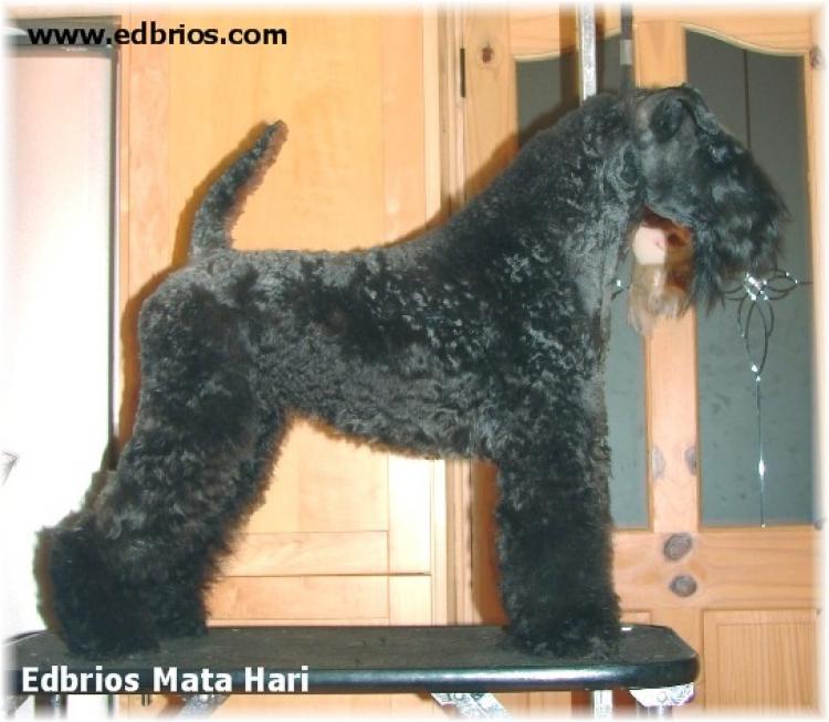Kerry Blue Terrier.  Ch. Edbrios Mata Hari.