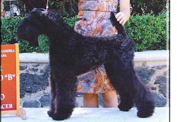 Kerry Blue Terrier. Ch. Jacinta de La Cadiera. 