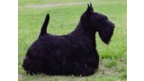 Scottish Terrier. Ww Raglan Rory.