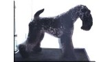 Kerry Blue Terrier. Ch. Uberta de La Cadiera at Del Besaya. 