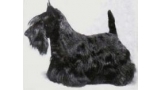 Scottish Terrier. Feregait Ignatious Bean.