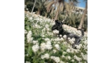 Kerry Blue Terrier.  Ch. Casiopea de La Cadiera.