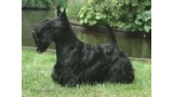 Scottish Terrier. Raglan Roslin Williams.