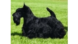 Scottish Terrier. Dundee Diva Grande.