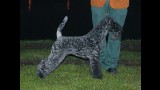 Kerry Blue Terrier. Ch. Multi Ch. Quinta Esencia de La Cadiera. Exc. 1ª-CAC-CACIB y BOB. 