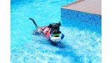 Kerry Blue Terrier. Camilo en la piscina