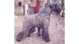 Kerry Blue Terrier. Louisburgh Oilean Cliara