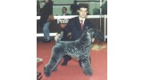 Kerry Blue Terrier.  Ch. Master Rathlin Van Daelenbroek.