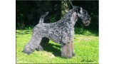 Kerry Blue Terrier. Ch. Leto Atreides de La Cadiera.