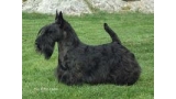 Scottish Terrier. Dundee Morning Felicity.