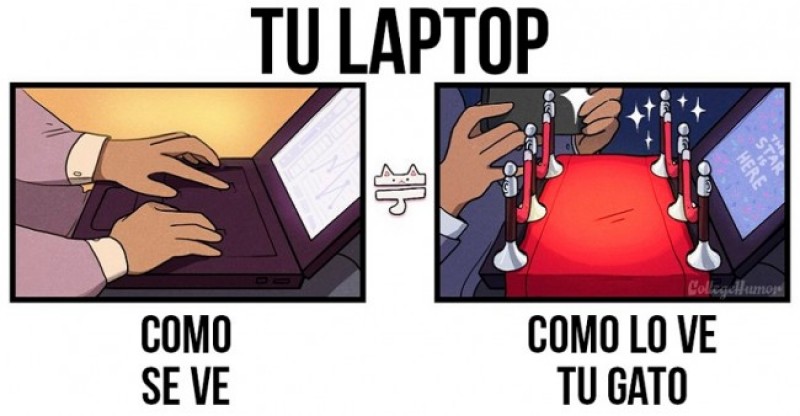 Realidad humana vs realidad gatuna