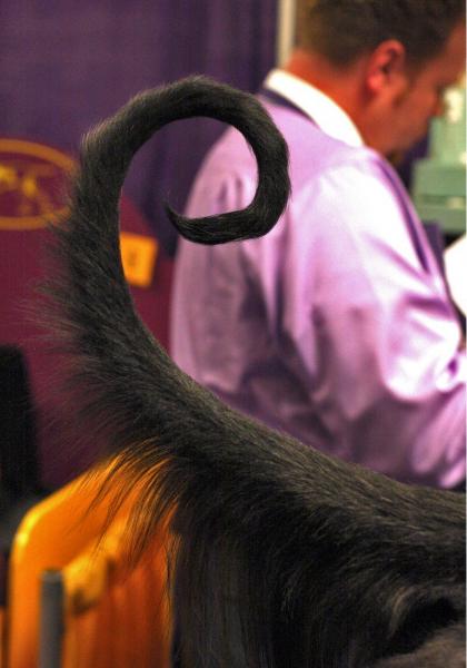 PETSmania - Detalle de la cola del Lebrel Afgano (fotografía modificada) Autor  Pets Adviser