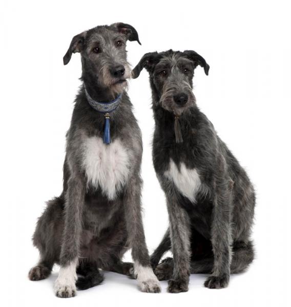 Como es la raza de perro Wolfhound Irish Wolfhound Irish Wolfhound. 