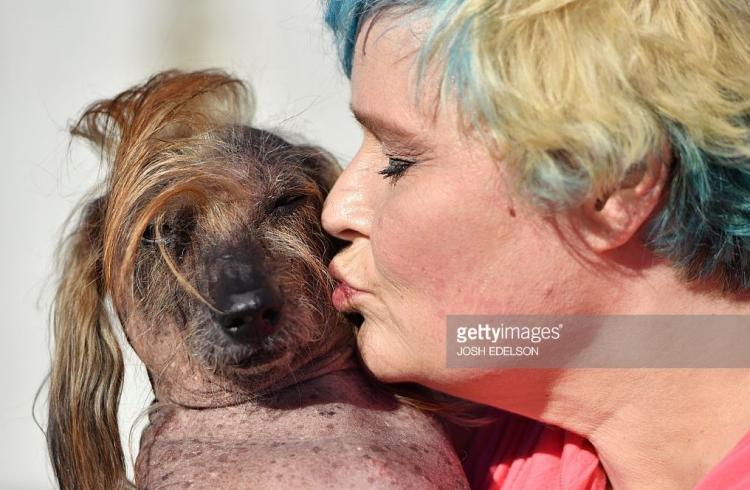 Un chihuahua gana el concurso al perro más feo del mundo.