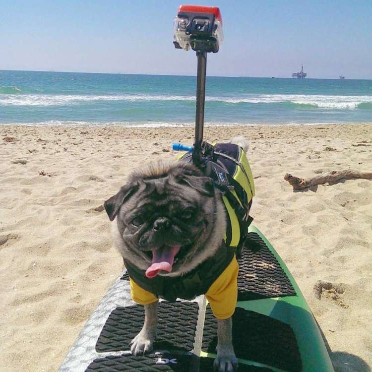 Un perro lleva un arnés con la GoPro incorporada (Brandy The Pug)