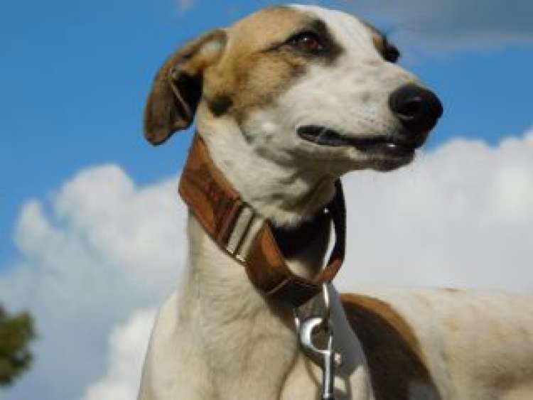 CUENCANIMAL Asociación Protectora de Animales - Greyhound. Lindi.