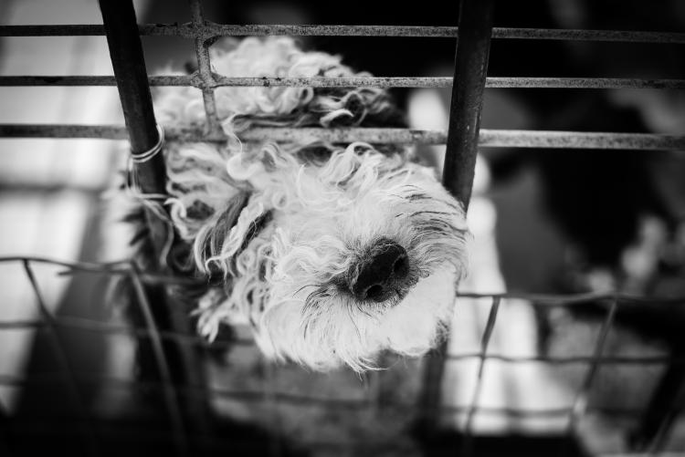 PETSmania - Perro dentro de una jaula