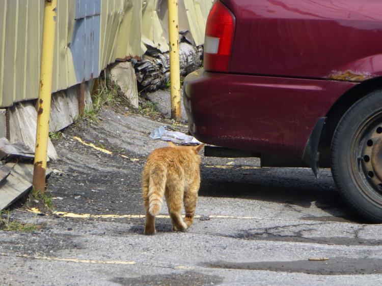 PETSmania - Gato caminando por la calle