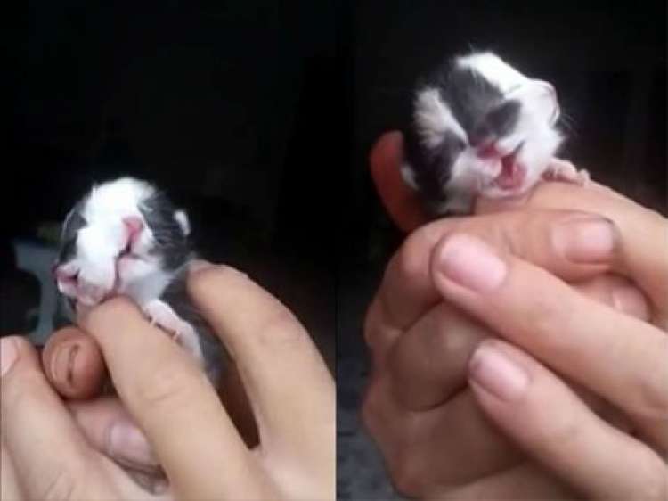 PETSmania - Gato con dos caras nacido en China