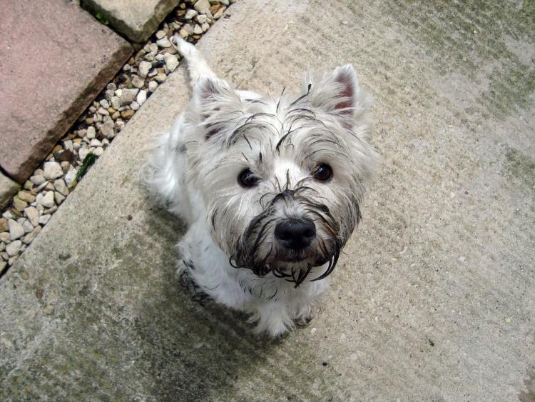 West Highland White Terrier con el morro sucio