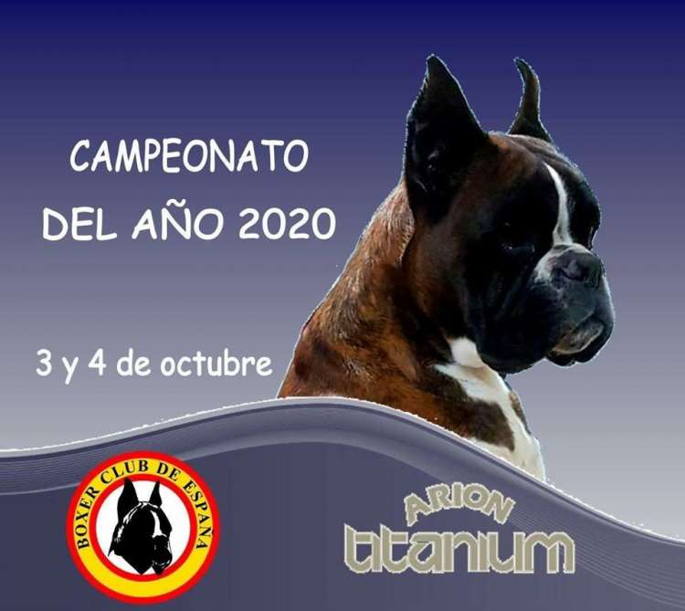 Belleza. Campeonato del Año del Boxer Club de ESpaña (Madrid   España)