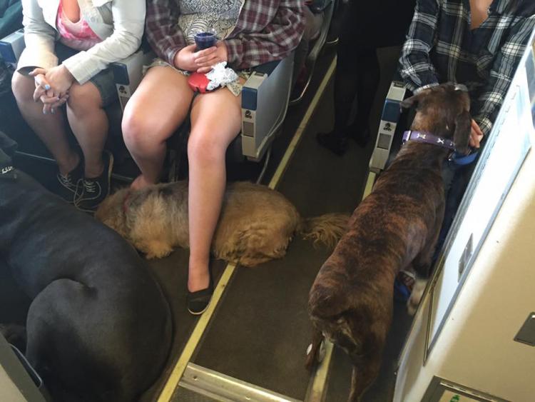 La aerolínea Canadian North ha permitido a los pasajeros viajar junto a sus mascotas.