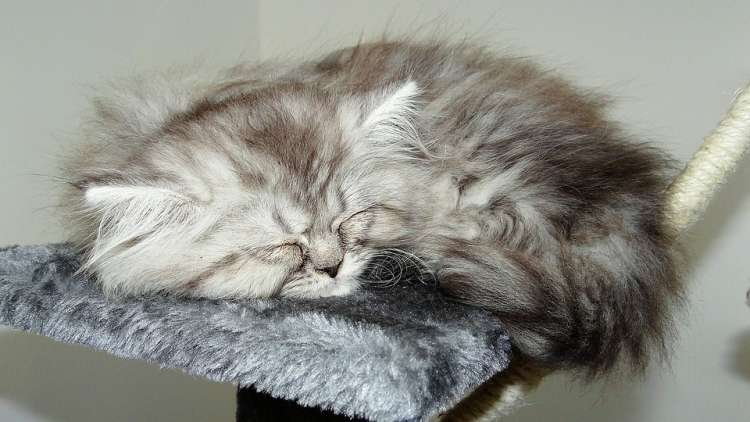 ¿Pelos de gatos en tu ropa? Elimínelos con estos sencillos trucos Gato durmiendo