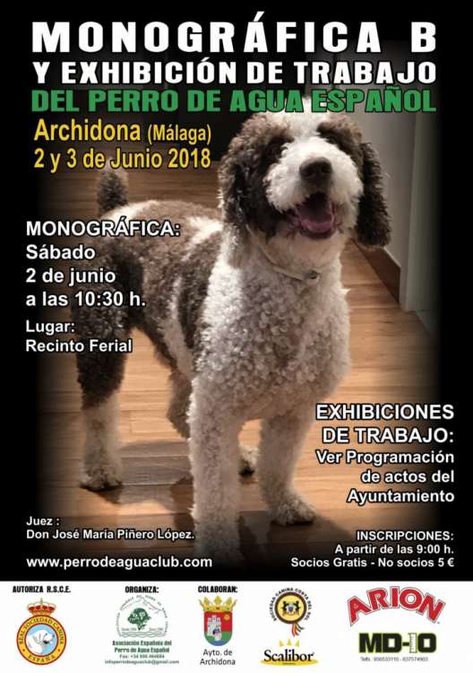 Belleza. Monográfica B del perro de agua español Archidona 2018 (Málaga   España)