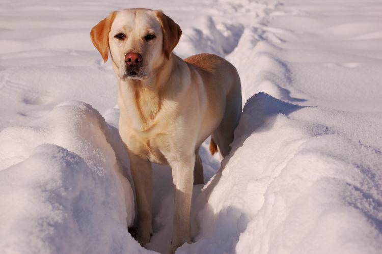 PETSmania - Labrador Retriever en la nieve