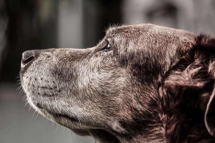 Los perros envejecen igual que los humanos.