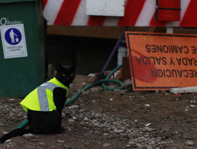 Black  el gato que supervisa las obras de construcción en Chile