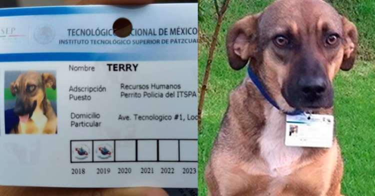 Terry  uno de los perros adoptados con su carnet de identificación