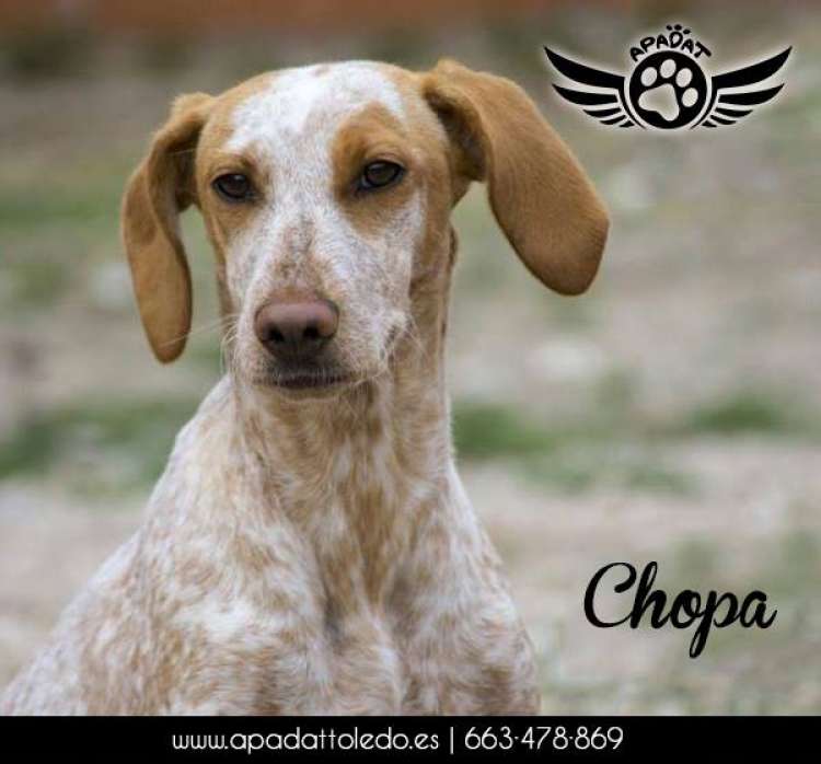 Asociación Protectora de Animales de Toledo  APADAT - Chopa.