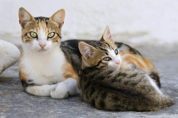 PETSmania - Gatos Egeo atigrados  cría y adulto