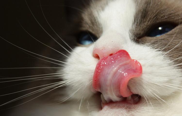 La lengua: herramienta útil de los gatos Lengua de gato
