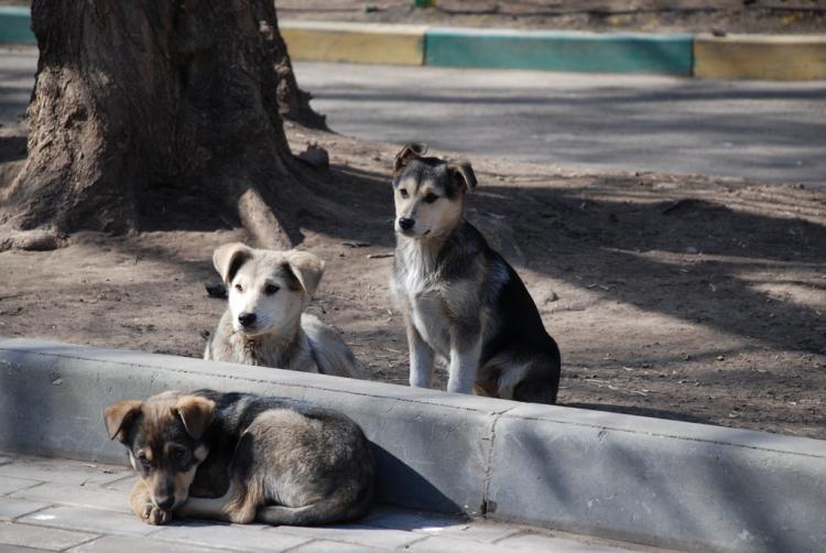 La India toma medidas para frenar la importación de perros del extranjero.