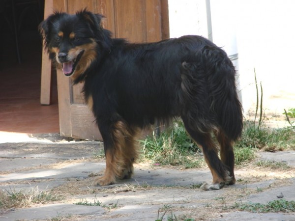 Can de Chira. Mondarruego2004