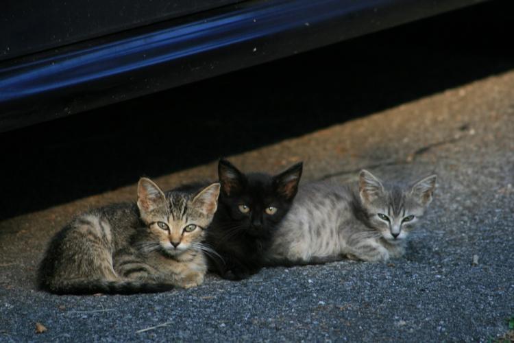 El Ayuntamiento de Valencia pone en marcha un plan para controlar las colonias de gatos callejeros.