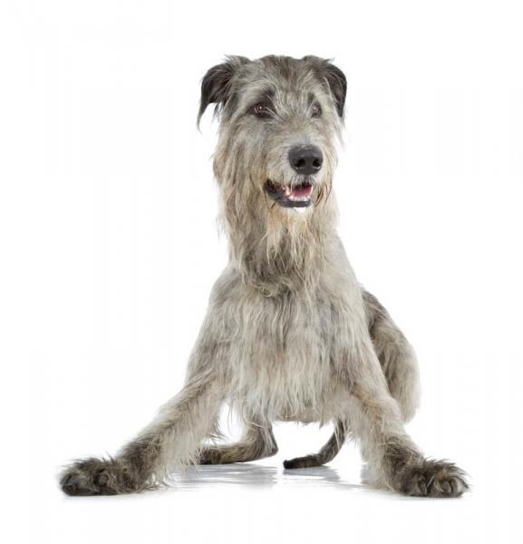 Como es la raza de perro Wolfhound Irish Wolfhound Irish Wolfhound. 